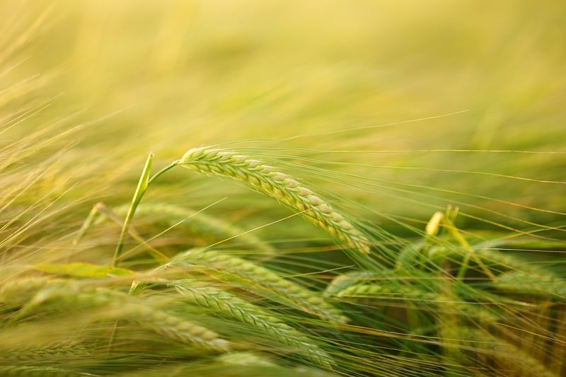 Interest Cultivation
